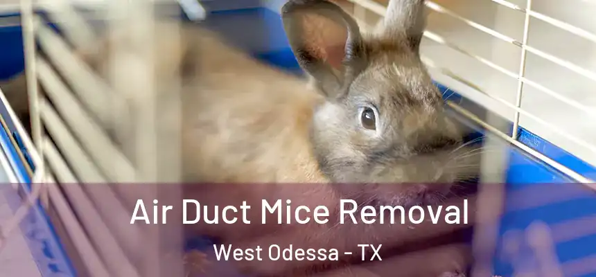 Air Duct Mice Removal West Odessa - TX
